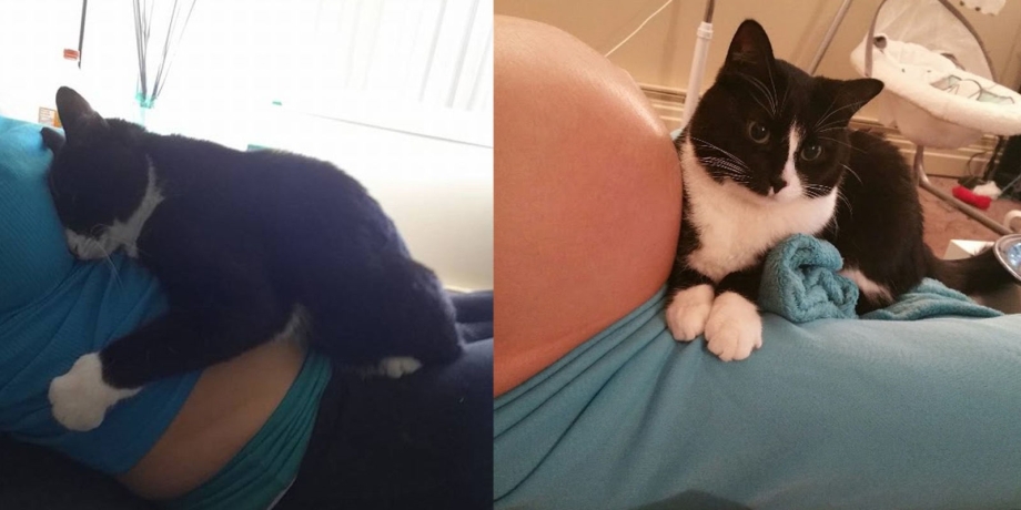 Кошка мастика