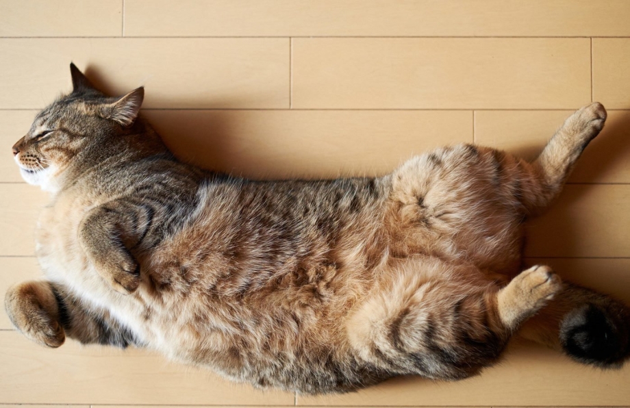 Кошачий животик