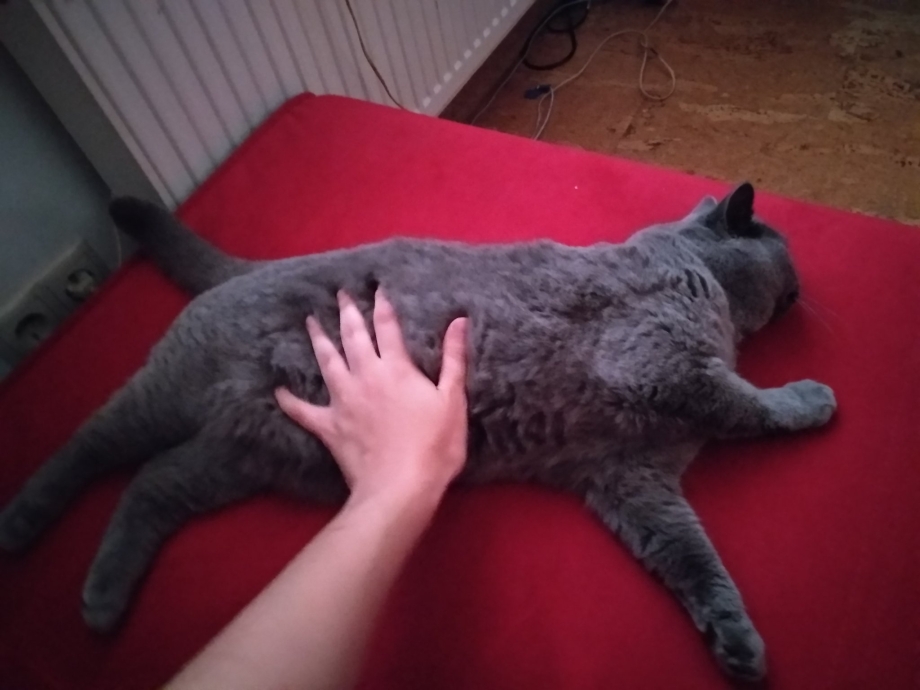 Гладить кота