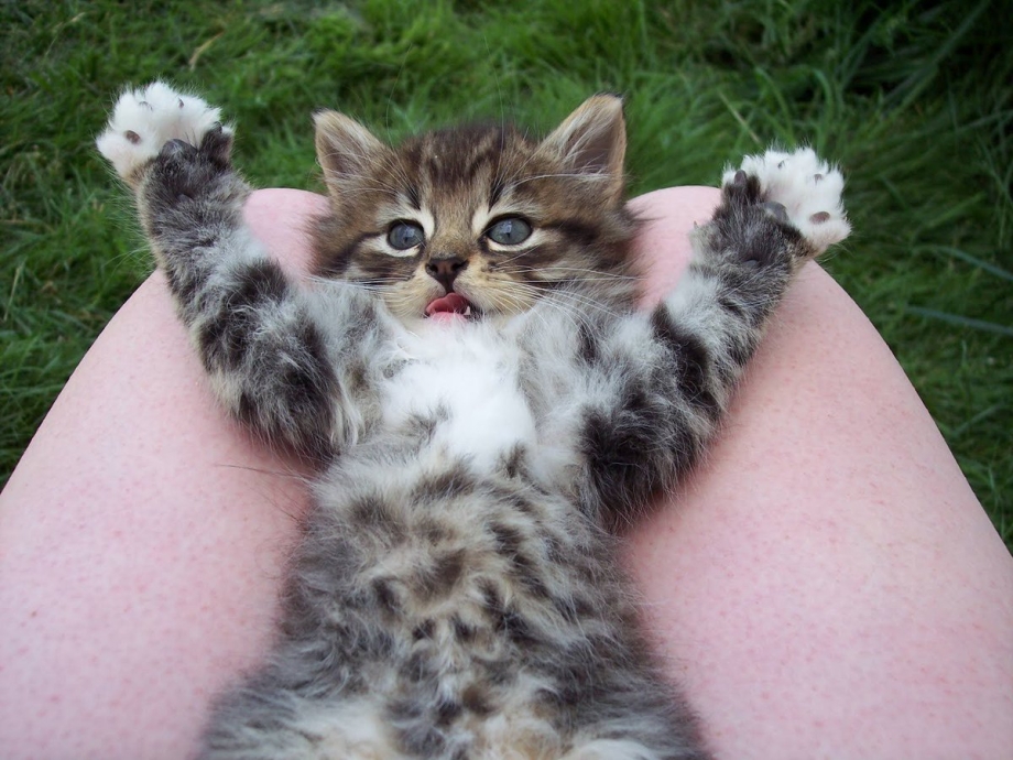 Коты табе
