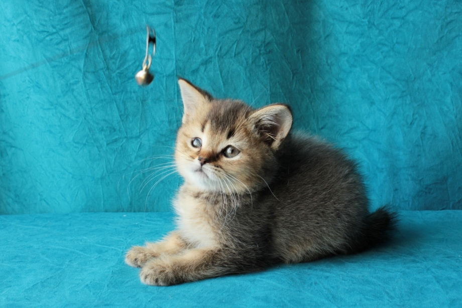 Ушки у шотландских котят