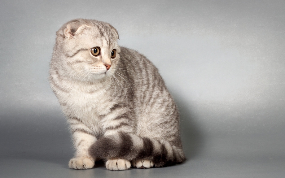 Котята смешанной породы британец и шотландец