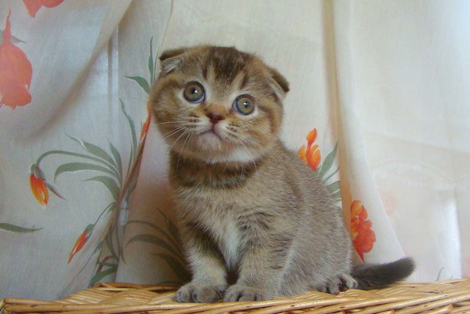 Скоттиш фолд страйт