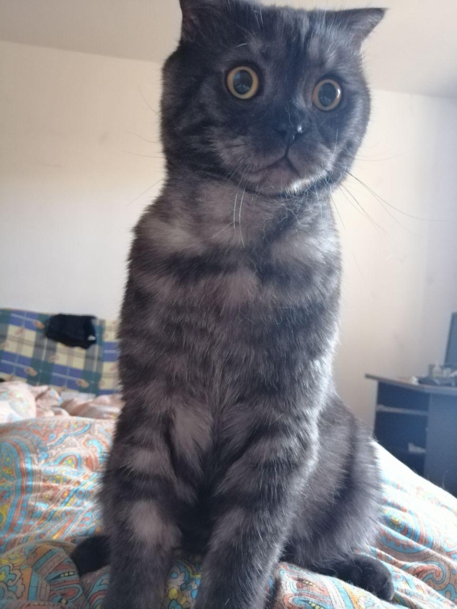 Шотландская вислоухая кошка котенок