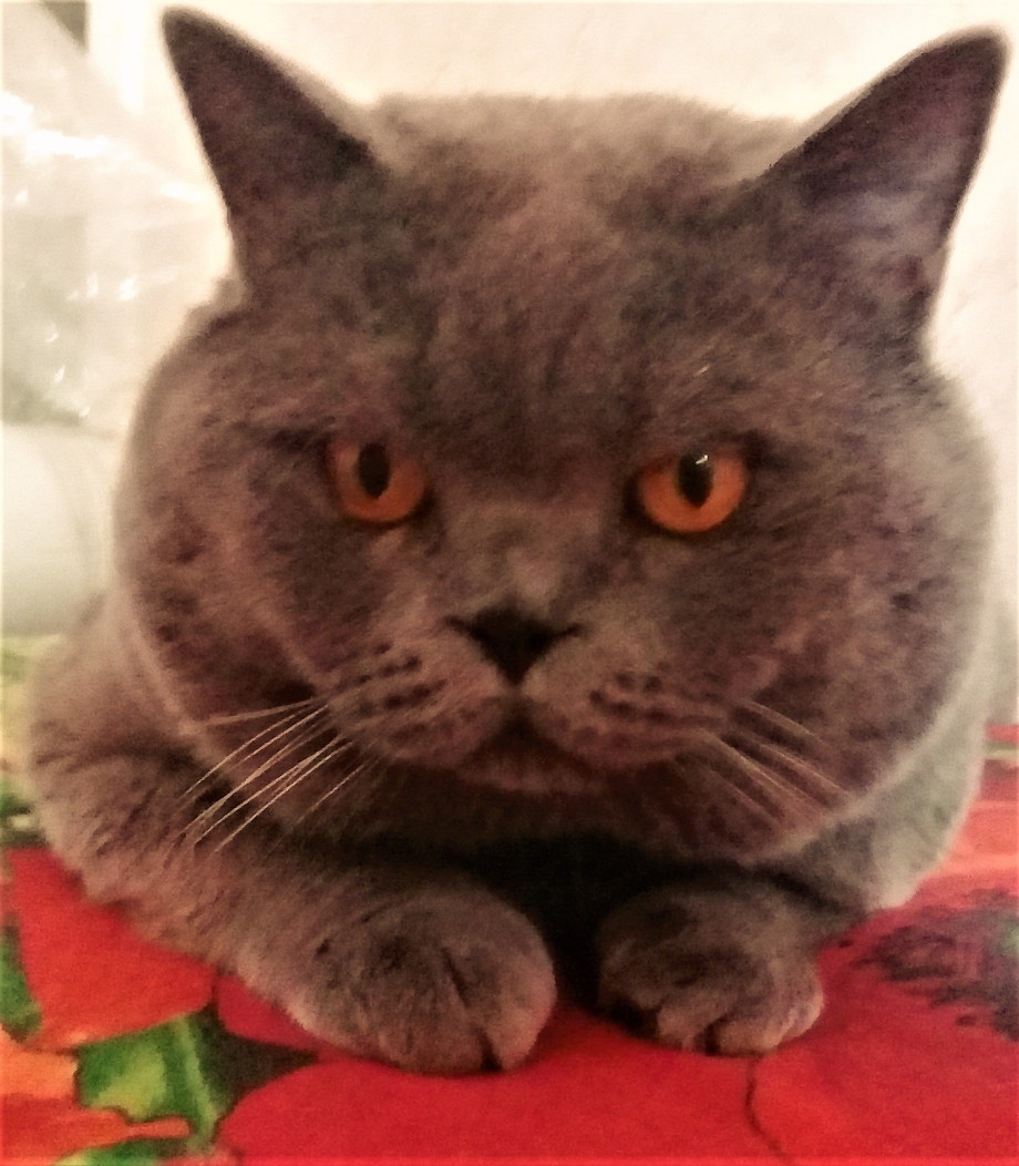Шотландский кот с ушами