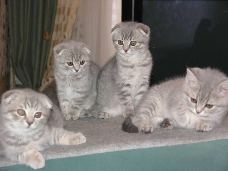 Шотландский короткошерстный кот с прямыми ушами