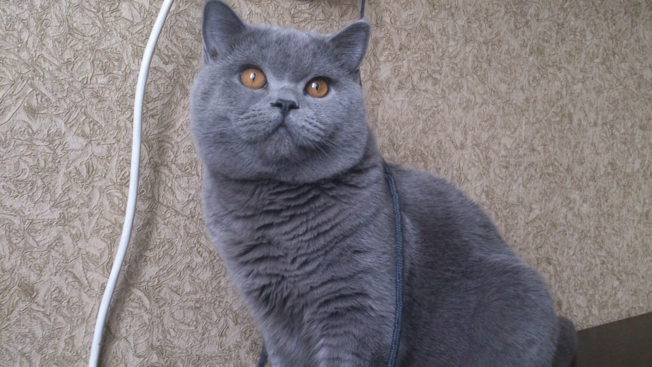 Вислоухий кот с коротким хвостом