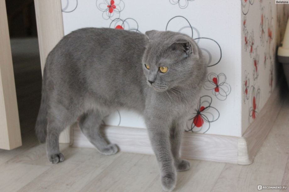 Шотландская короткошерстная белая