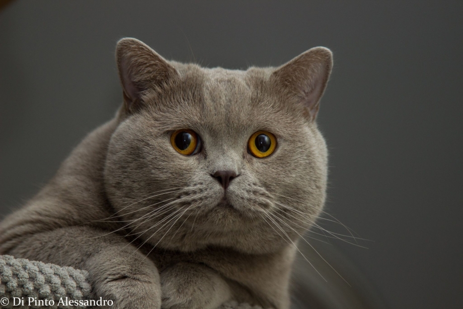 Скоттиш фолд длинношерстный