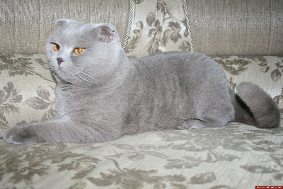 Вислоухая кошка с прямыми ушами