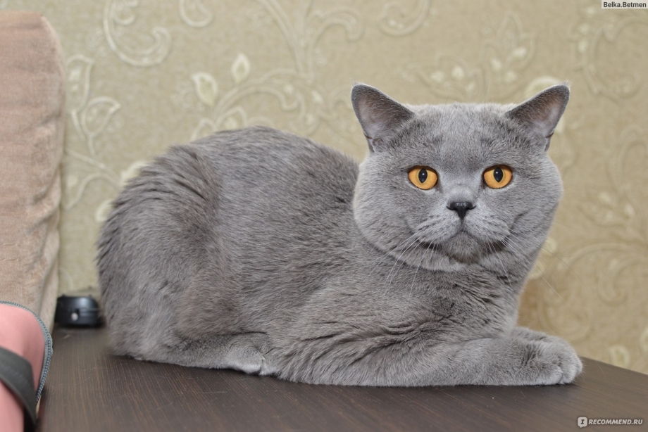 Коты шотландцы с ушами