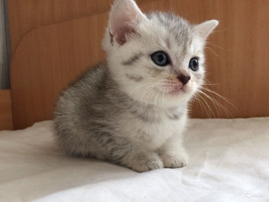 Шотландская кошка прямые ушки