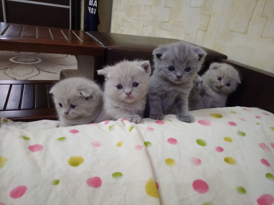 Шотландская вислоухая котенок с прямыми ушами
