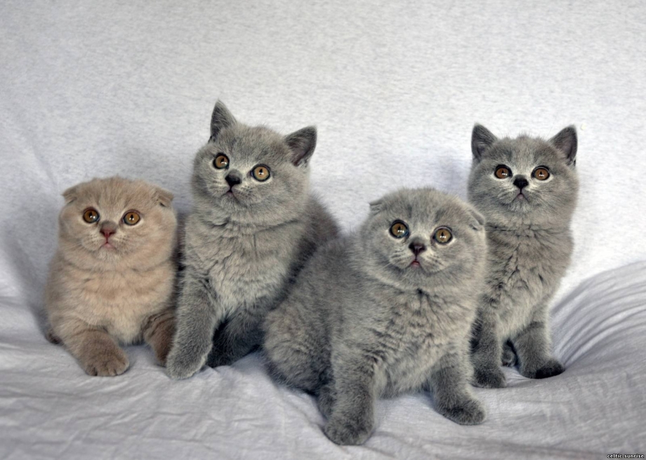 Скоттиш фолд эбони