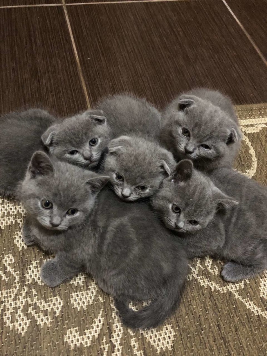 Вислоухие котята с прямыми ушами