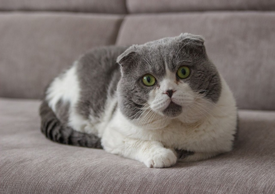 Котята с прямыми ушами