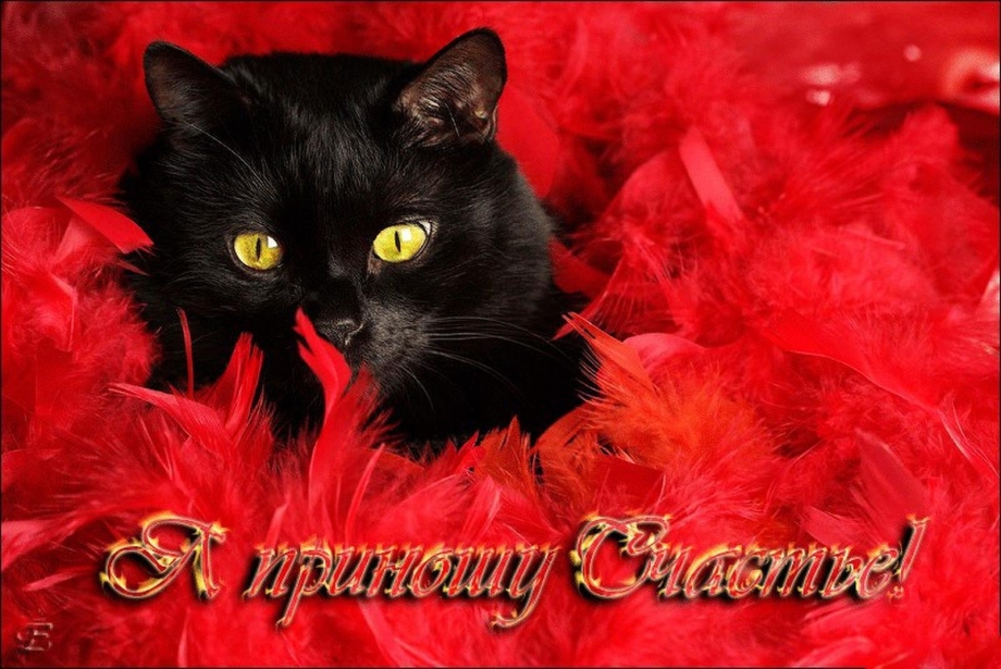 Черный кот на Красном фоне