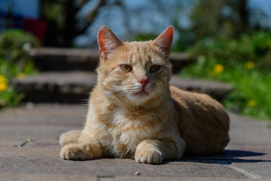 Красные коты