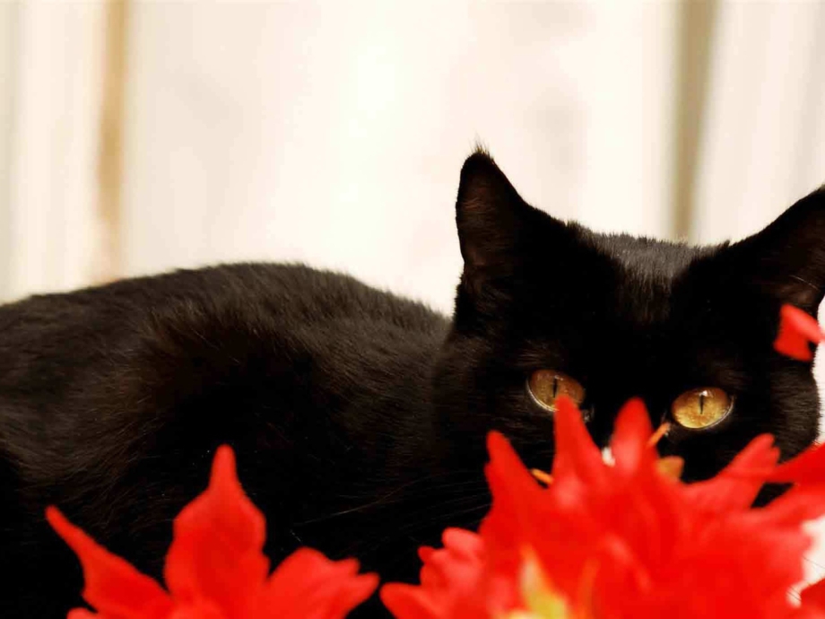 Черный котенок с цветами
