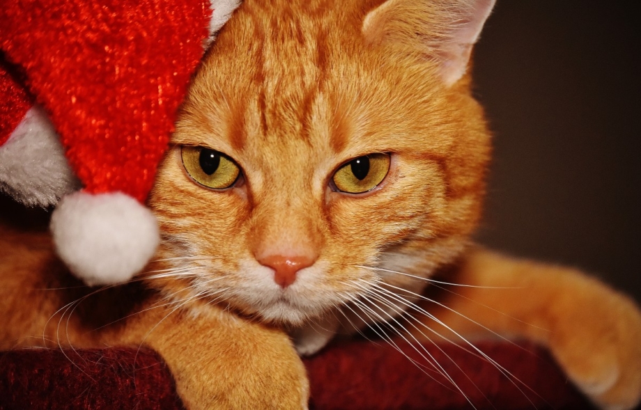 Tabby Cat рыжий