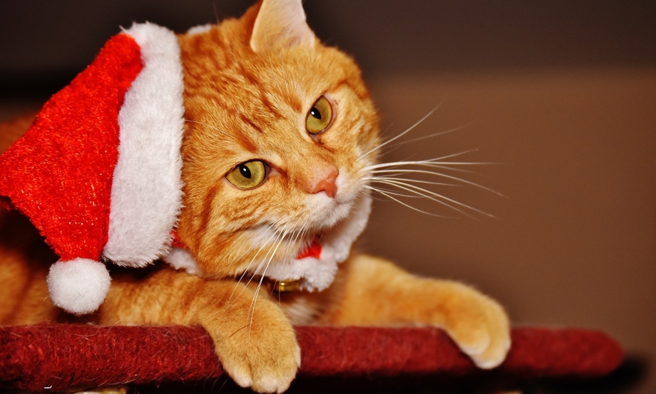 Прикольные котики