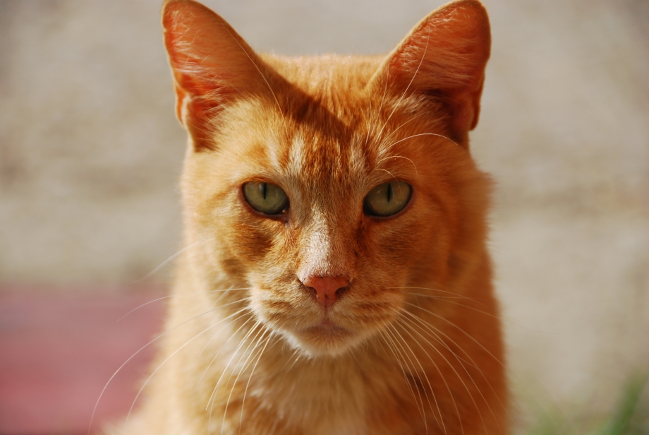 Рыжая кошка