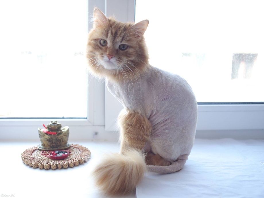 Гигиеническая стрижка кошек
