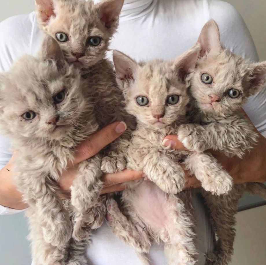 Кот Селкирк рекс