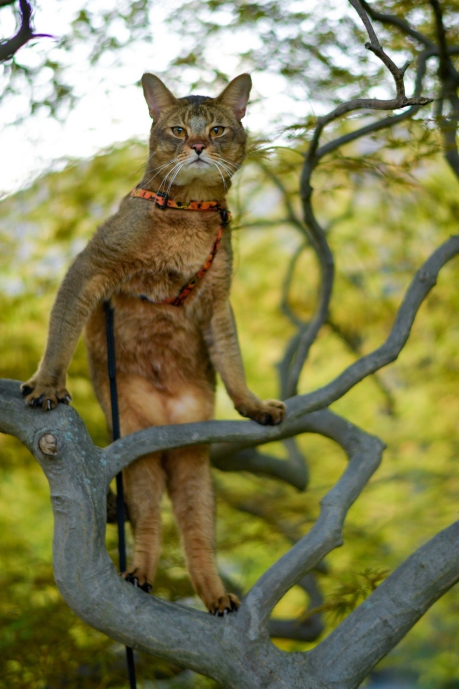Кенгуровая кошка