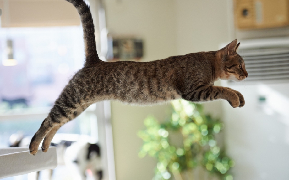 Кошка холерик