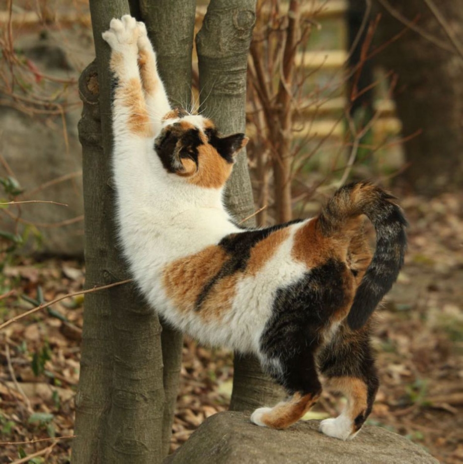 Кошачьи потягушки
