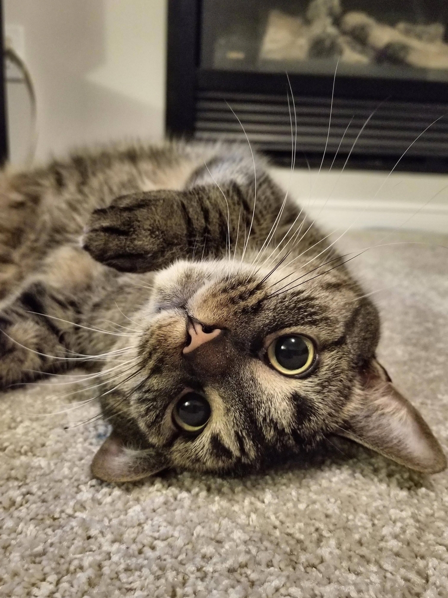 Скромный котик