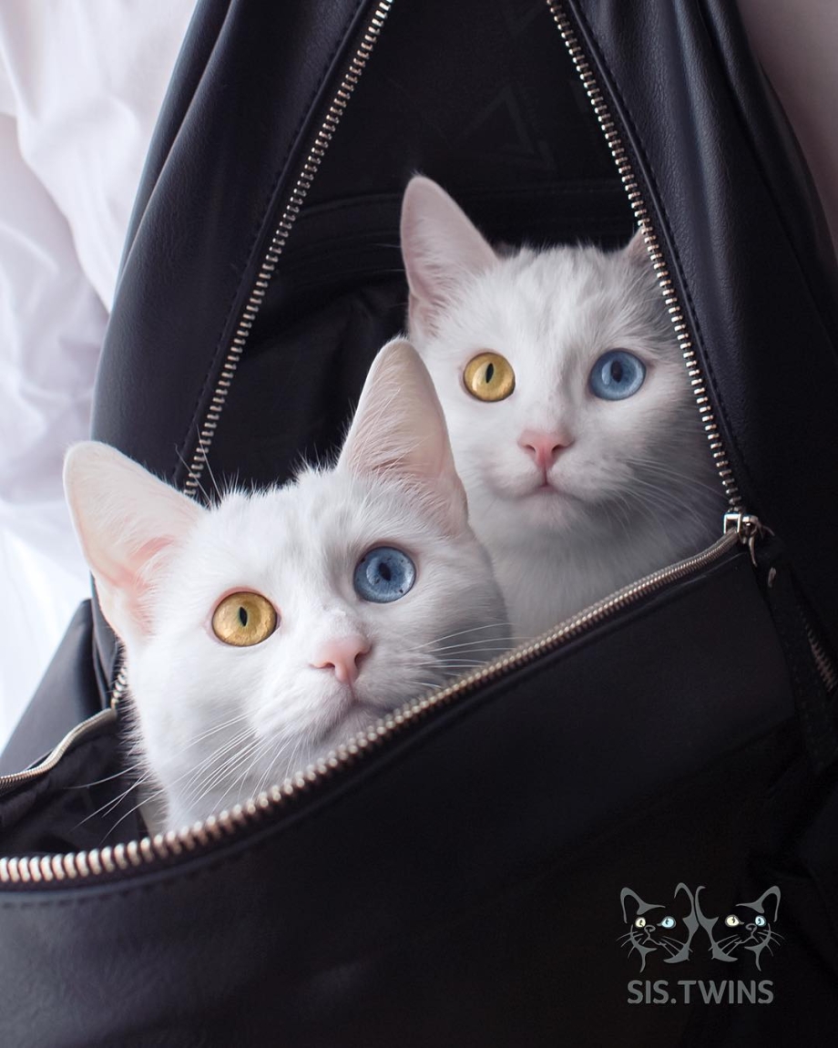 Коты Близнецы