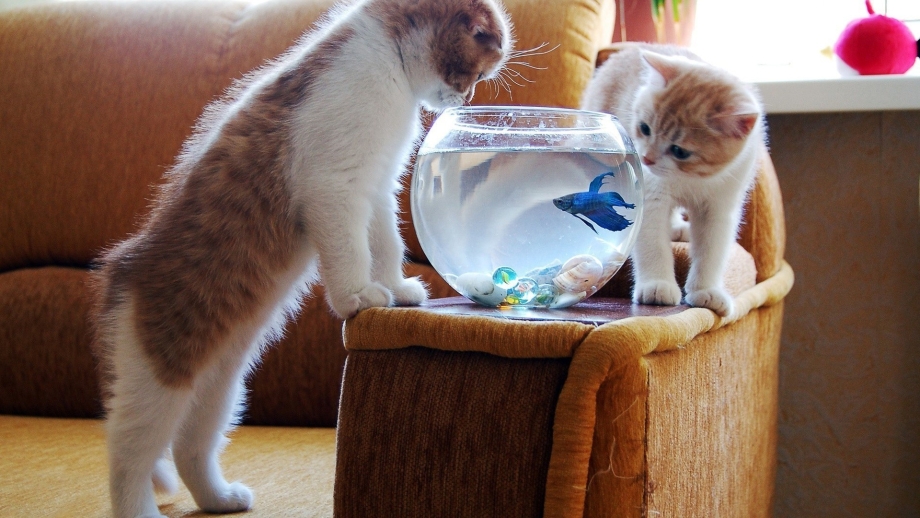 Смешные котята