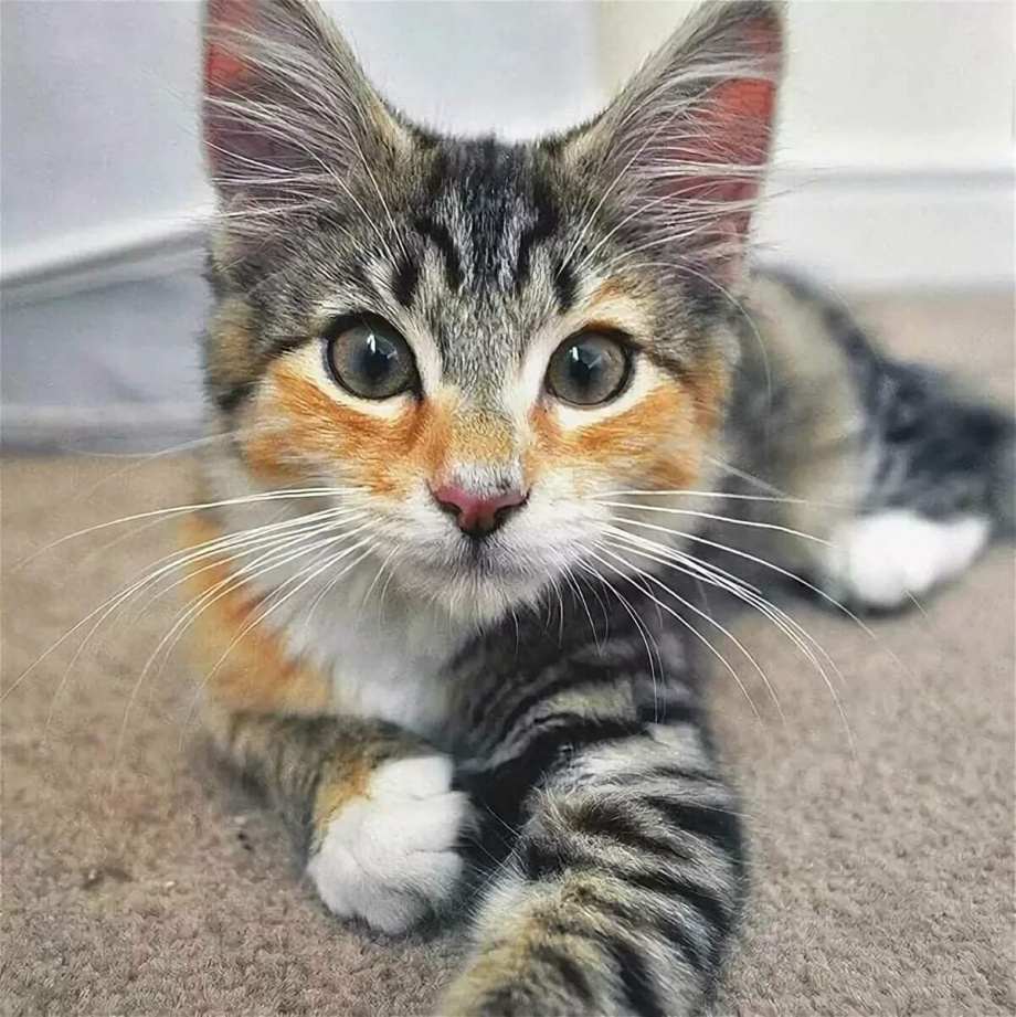 Коты необычной окраски