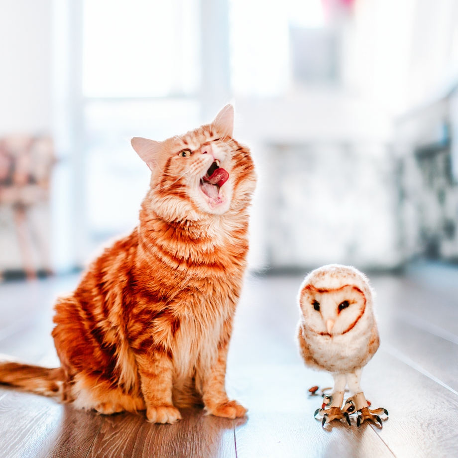 Креативные коты