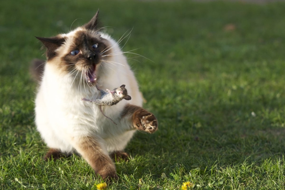 Котейки забавные