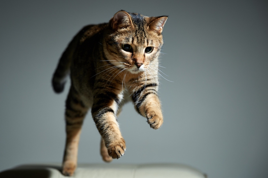 Калифорнийская сияющая кошка