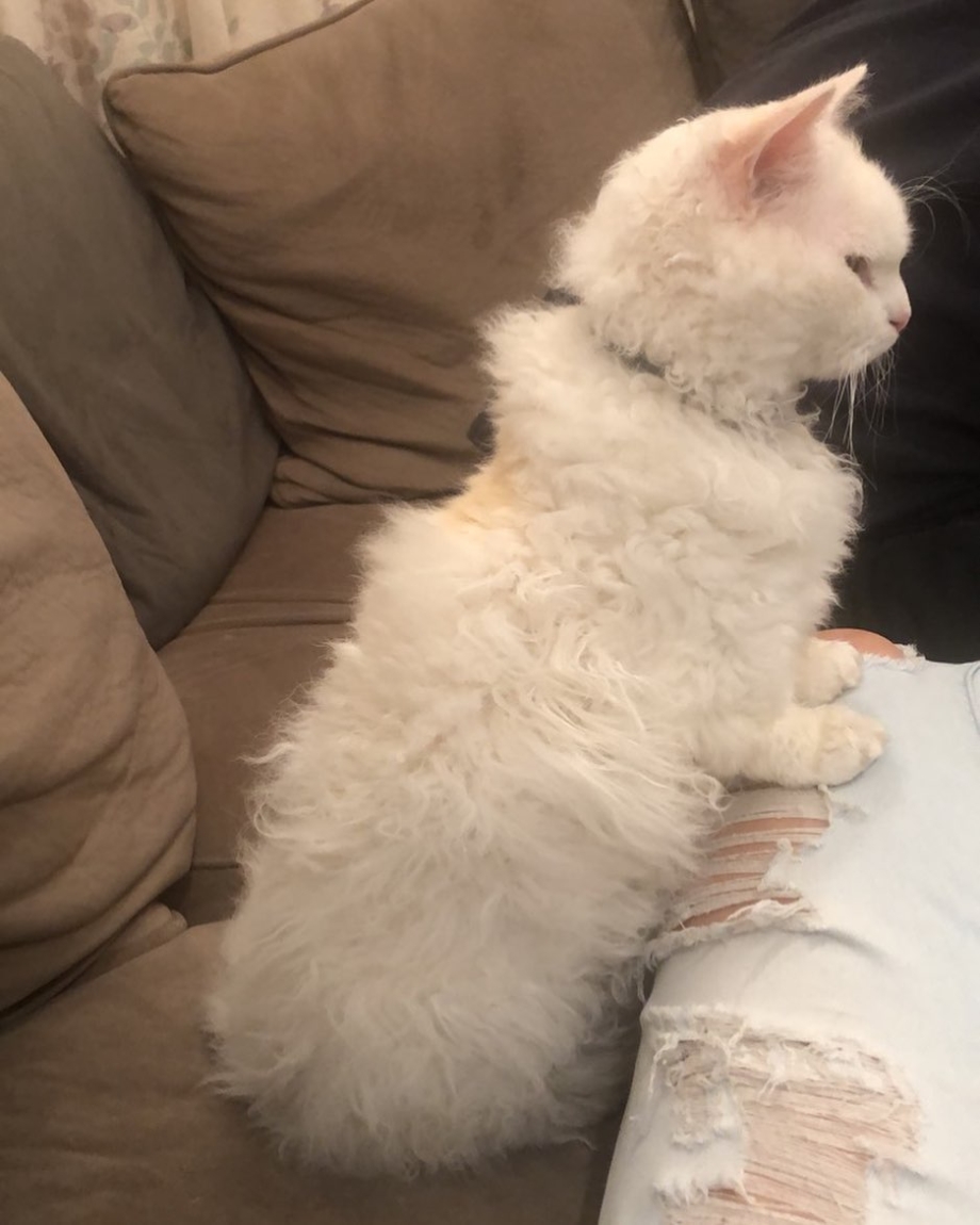 Кот породы скукум