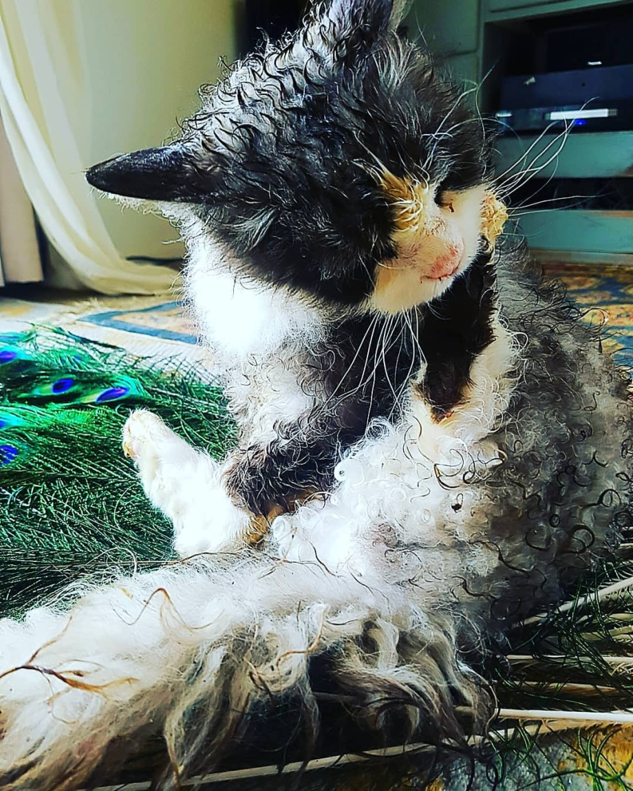 Скукум кошка