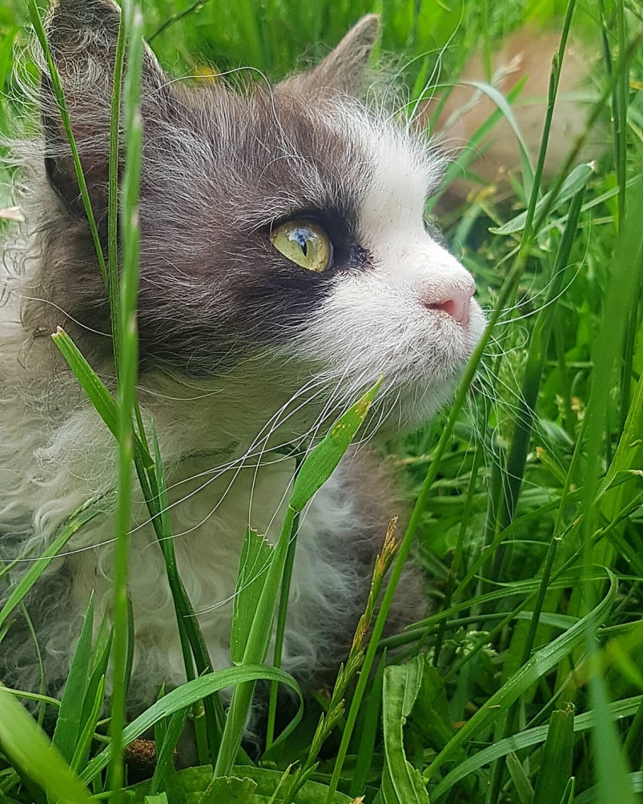Манчкин Наполеон кошка