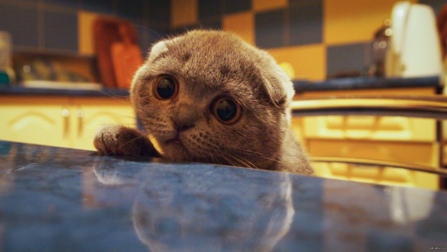 Кот попрошайка