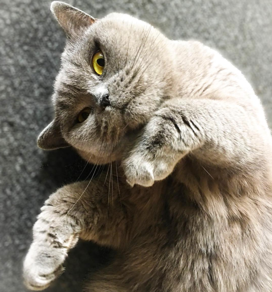 Умоляющий кот