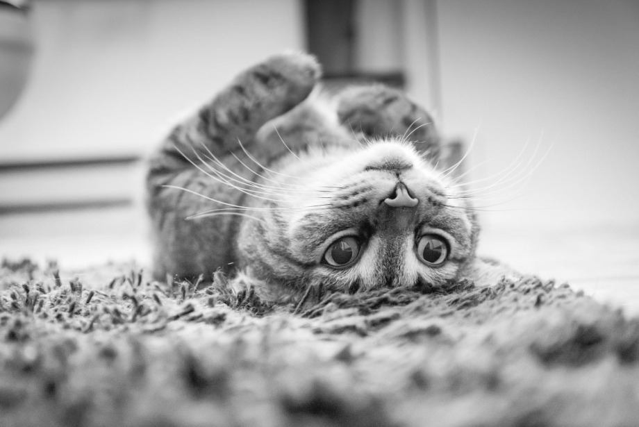 Котик просящий взгляд