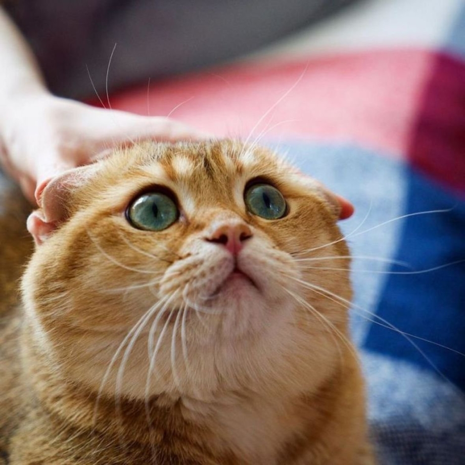 Кот с умоляющим взглядом