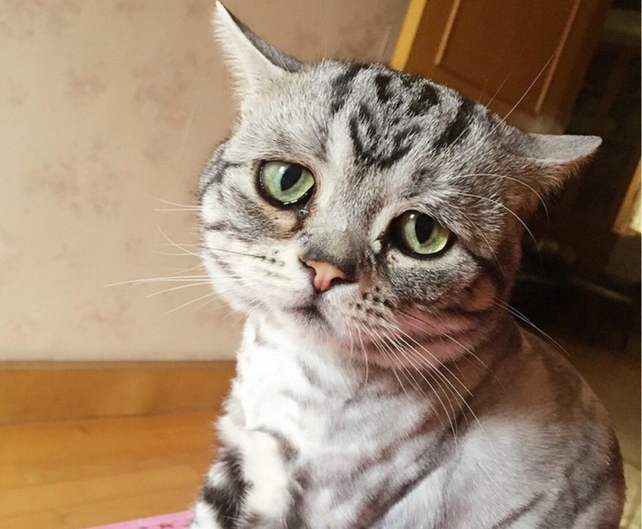 Кот плачет