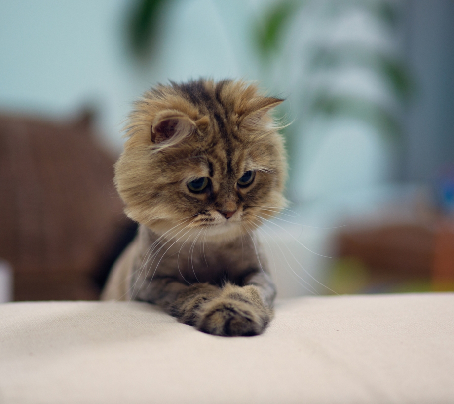 Котенок выпрашивает