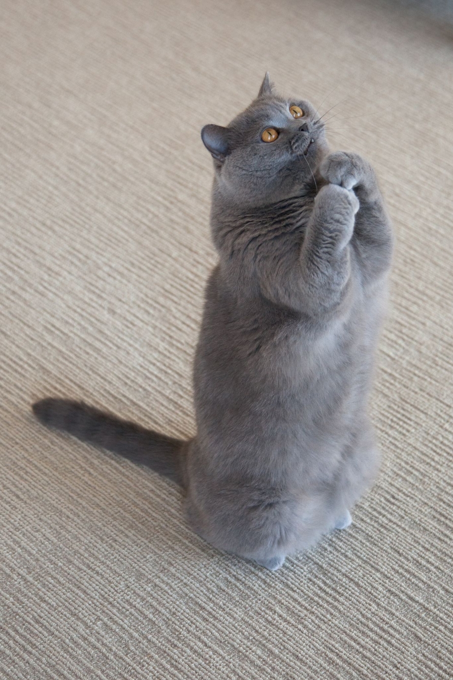 Просящий котик