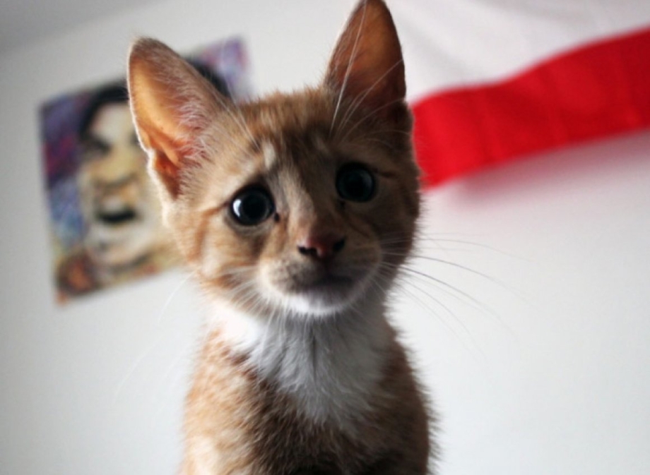 Жалобный котик