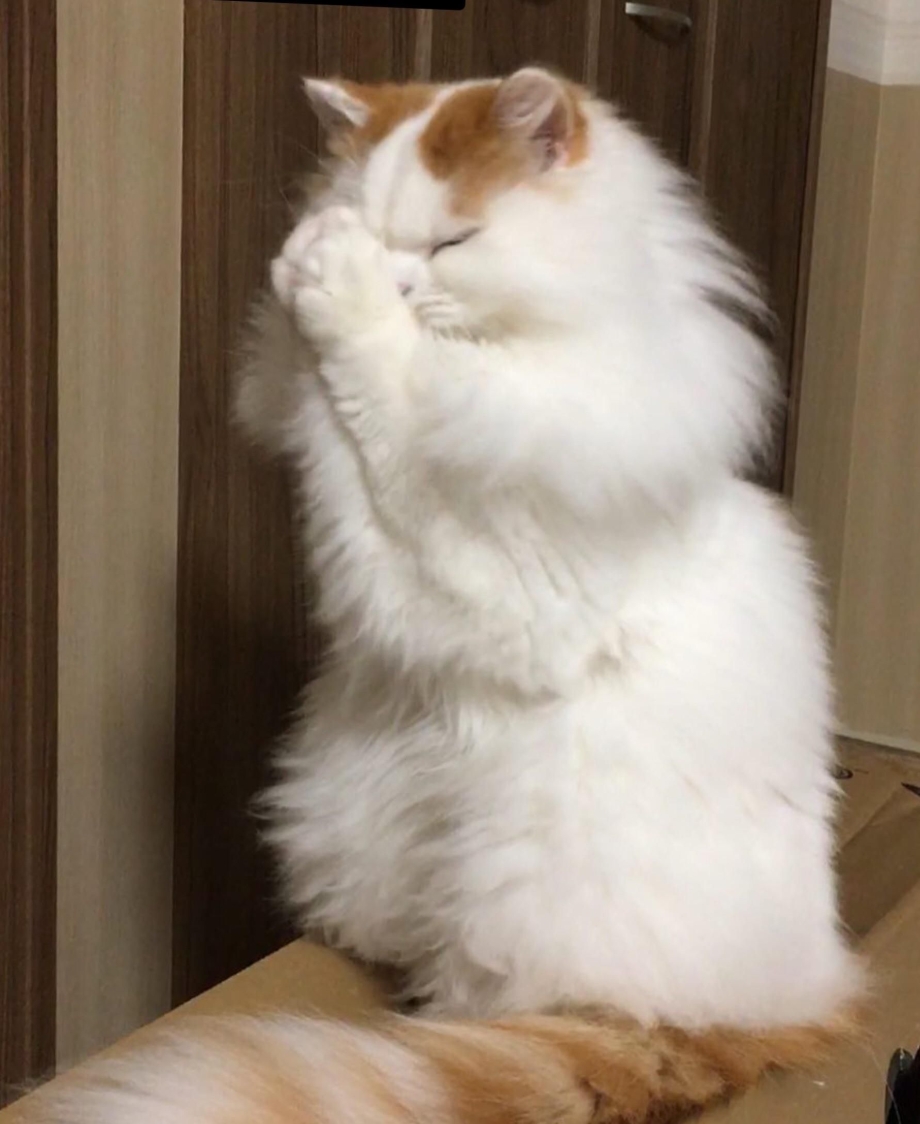Кошачья молитва
